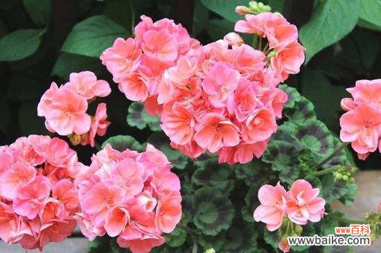 天竺葵能养几年？天竺葵能养2～3年