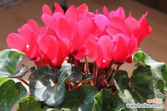 仙客来几月份苏醒?通常在2~3月或8~9月时苏醒