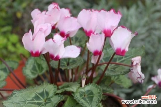 仙客来几月份苏醒?通常在2~3月或8~9月时苏醒