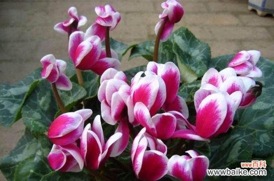 仙客来几月份苏醒?通常在2~3月或8~9月时苏醒