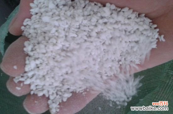 姬小菊怎么扦插？姬小菊扦插方法和步骤