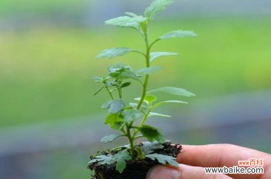 姬小菊怎么扦插？姬小菊扦插方法和步骤