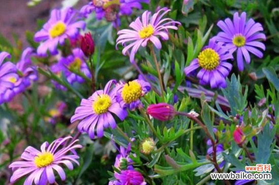 姬小菊怎么扦插？姬小菊扦插方法和步骤