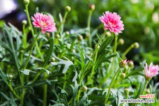 姬小菊怎么扦插？姬小菊扦插方法和步骤