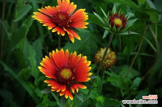 天人菊有毒吗？属无毒植物可净化空气