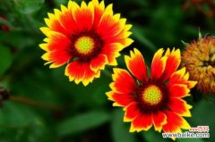 天人菊有毒吗？属无毒植物可净化空气