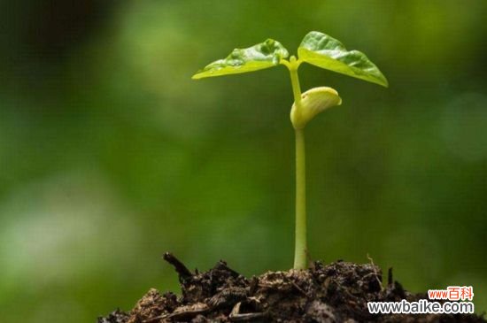 天人菊什么时候播种?天人菊的播种时间