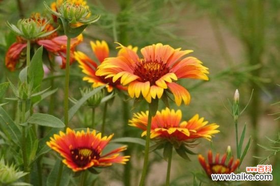 天人菊什么时候播种?天人菊的播种时间