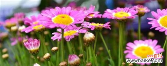 春天开的菊花有哪些?这四个菊花品种春天开花