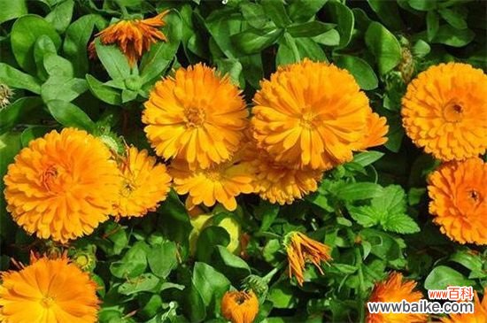 春天开的菊花有哪些?这四个菊花品种春天开花