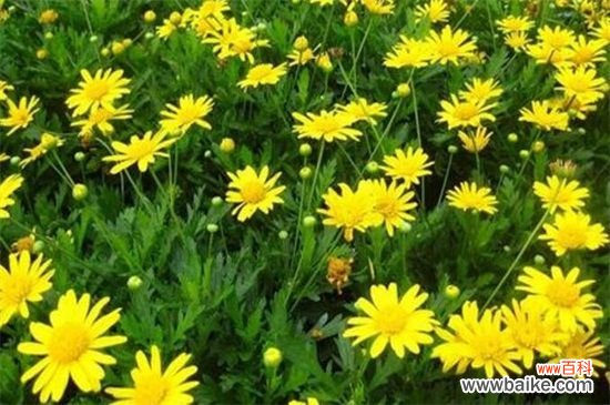 春天开的菊花有哪些?这四个菊花品种春天开花