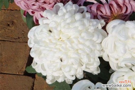 白菊花代表什么意思？悼念追思扫墓时相送