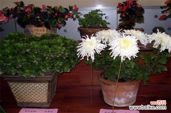 白菊花代表什么意思？悼念追思扫墓时相送