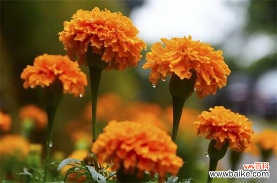 什么时间扦插菊花?春季3~5月扦插成活率高