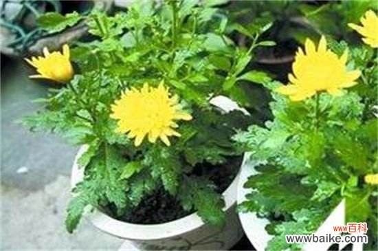 什么时间扦插菊花?春季3~5月扦插成活率高