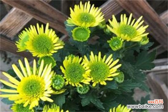 什么时间扦插菊花?春季3~5月扦插成活率高