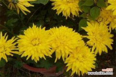 什么时间扦插菊花？春季3～5月扦插成活率高