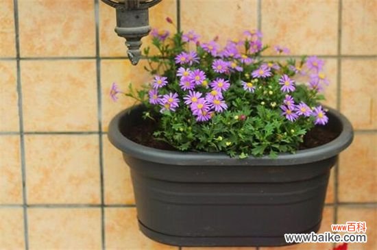 姬小菊能过冬吗？姬小菊不能长时间过冬