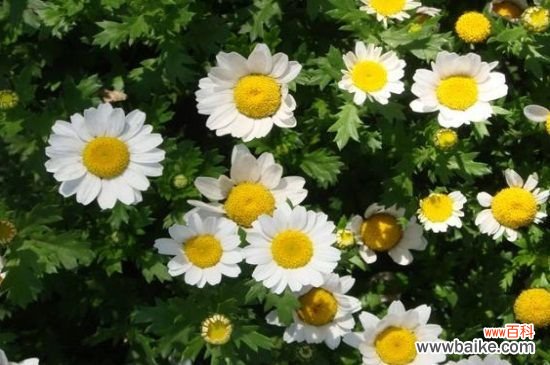 如何使白晶菊在元旦开花?提前播种并疏剪侧枝