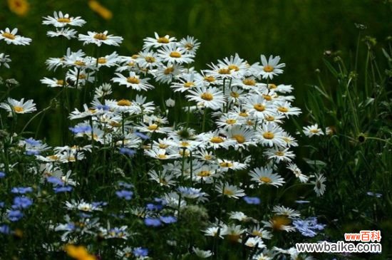 如何使白晶菊在元旦开花?提前播种并疏剪侧枝