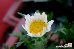 白晶菊怎么养？4种养殖技巧快速爆盆