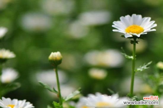 白晶菊怎么养?4种养殖技巧快速爆盆