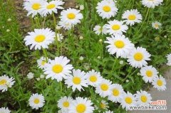 白晶菊冬天养殖的禁忌？白晶菊冬天养殖的四大禁忌