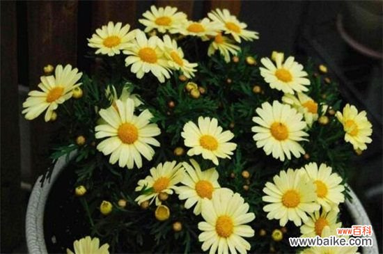 白晶菊不发芽怎么办?更换盆土控温养护