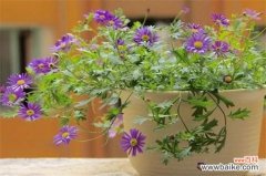 姬小菊能活几年？寿命大概有2～3年