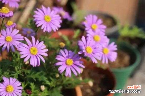 姬小菊能活几年？养护得当可成活2～3年