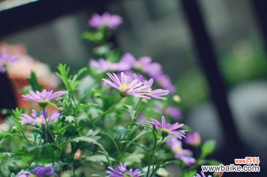 姬小菊能活几年？养护得当可成活2～3年