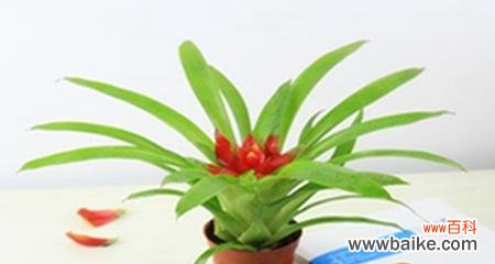 花语揭示的幸运与祝福 鸿运当头花