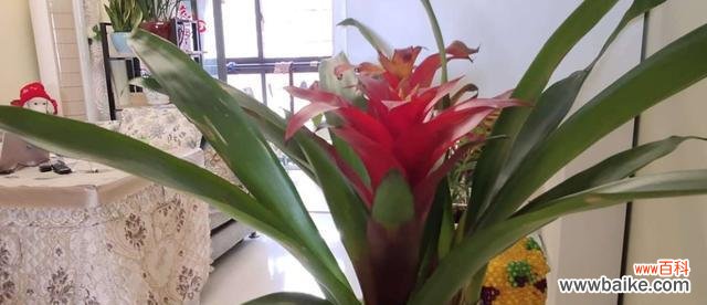 花语揭示的幸运与祝福 鸿运当头花