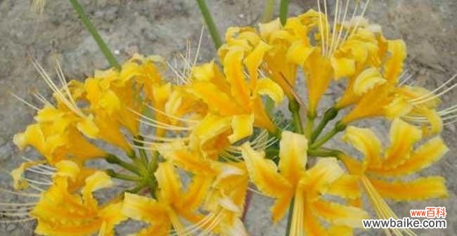 以微笑传递快乐 忽地笑花语——传递快乐与幸福的神奇力量