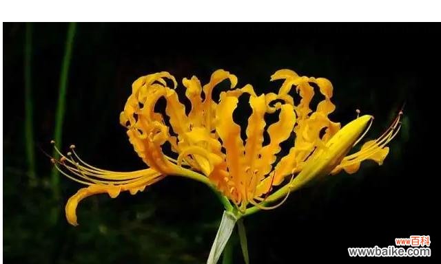 以微笑传递快乐 忽地笑花语——传递快乐与幸福的神奇力量