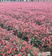 红叶石楠 红叶石楠的寓意与美丽