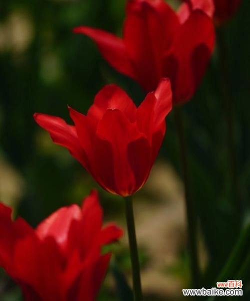 红色郁金香 红色郁金香的象征意义与传承
