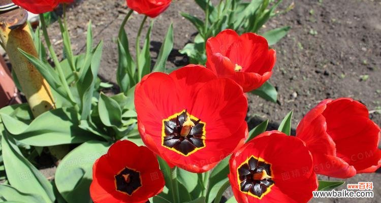红色郁金香 红色郁金香的象征意义与传承