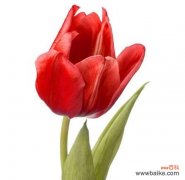 红色郁金香 红色郁金香的象征意义与传承