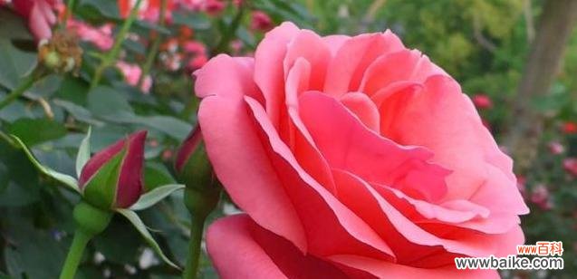 红色月季花的真实含义及其象征爱情的 红色月季花语