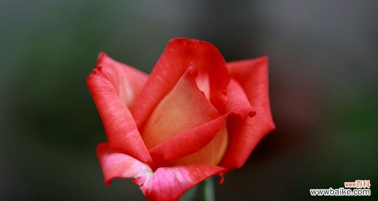 红色月季花的真实含义及其象征爱情的 红色月季花语