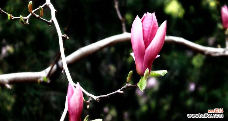探寻红玉兰花的文化内涵及其在现代社会的启示 红玉兰花——坚韧和自由的象征