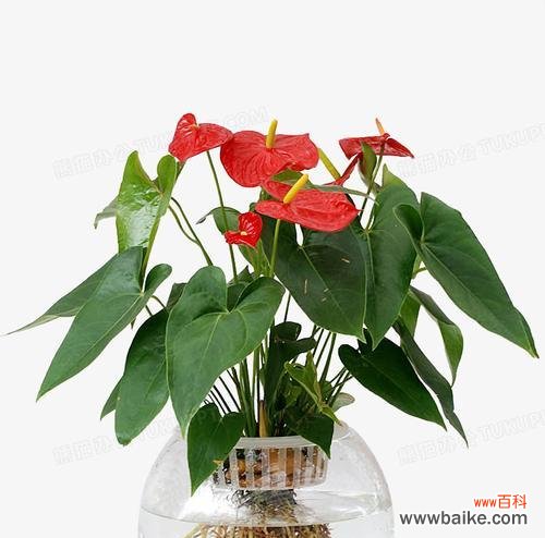 红掌的丰富内涵与传承 红掌寓意大全——不同文化中的象征意义