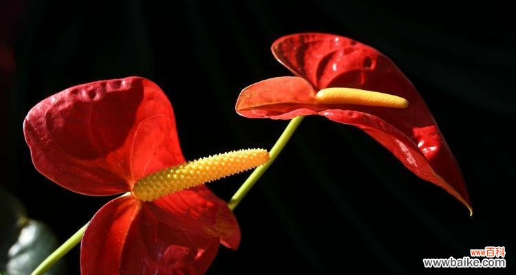 掌握红掌花的花语 红掌花的花语与寓意