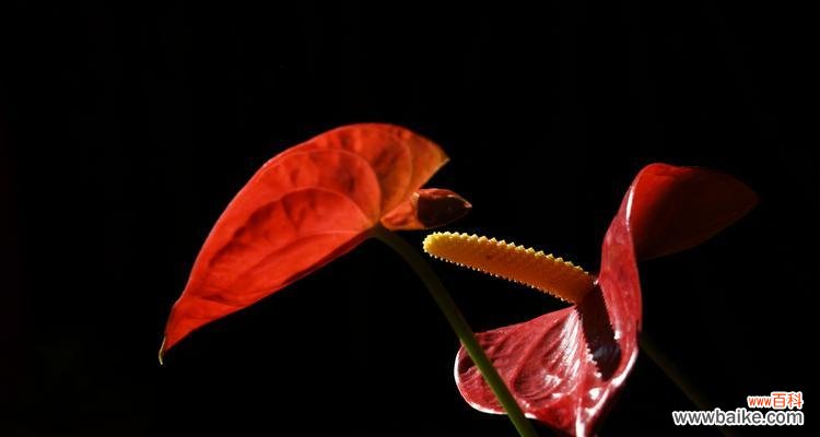 掌握红掌花的花语 红掌花的花语与寓意