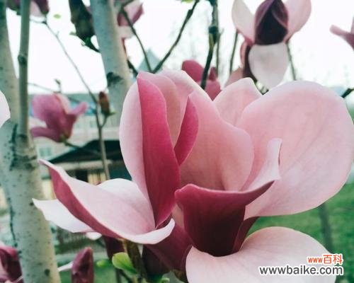 红玉兰花语和传说缠绕着的世界 红玉兰花