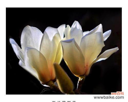 红玉兰花语和传说缠绕着的世界 红玉兰花