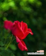 揭秘红月季的神秘花语 红月季花语的意义与传说