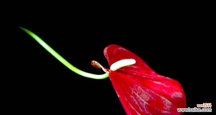 探寻红掌花背后的意义与象征 红掌花的花语与象征