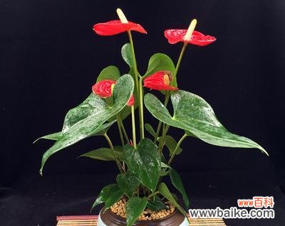 探寻红掌花背后的意义与象征 红掌花的花语与象征